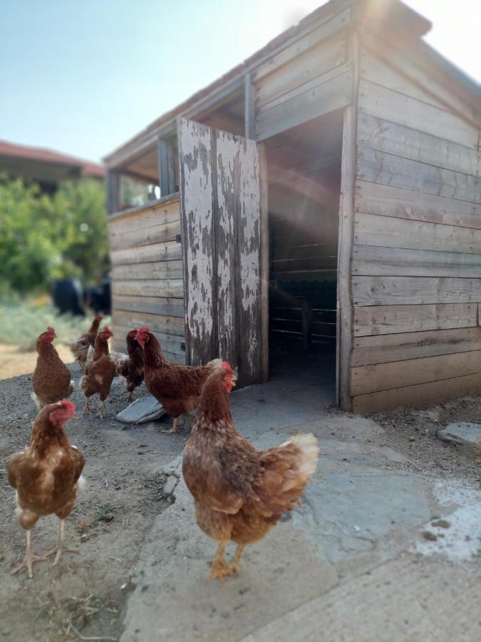شقة Agrikia Tis Vasilikis Ormília المظهر الخارجي الصورة